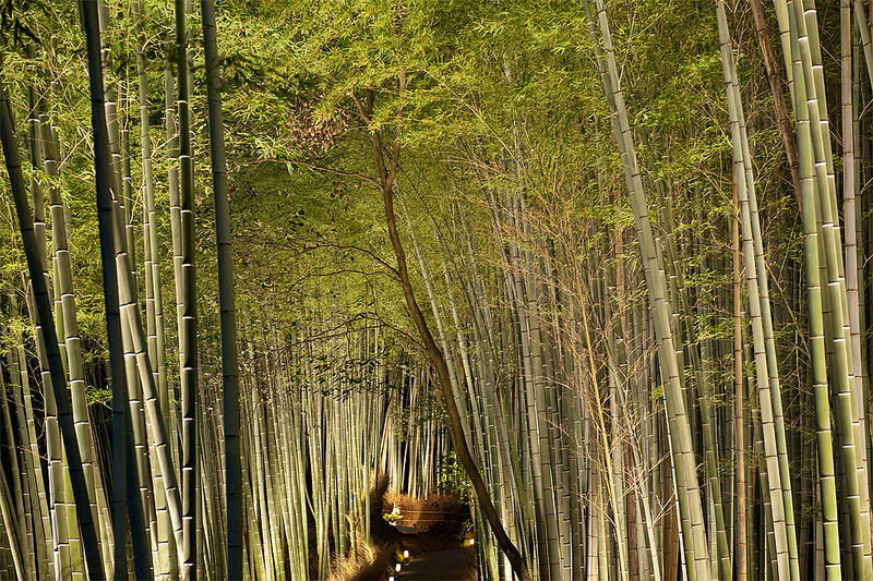 http://www.adrieng.com/img/02arashiyama.jpg